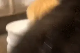 我指着家里的橘猫说它“好吃懒做没出息”，它直接让我脸开花图片