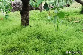 果园杂草怎么办？如何处理最好，老果农带你看看他的方法！图片