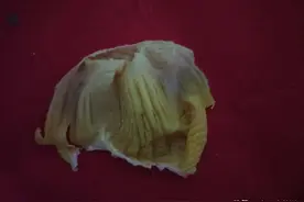 #药食同源篇#第六十五课“黄金补品”鸡内金图片
