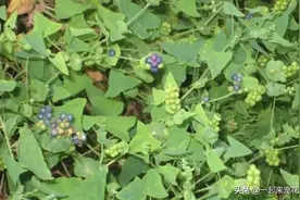 在农地里，1种野菜别踩踏，价值比三叶草还高，你见过吗？图片