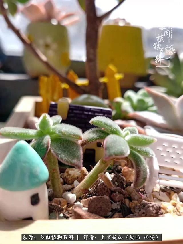 一入肉坑深似海之，我与多肉的不解之缘