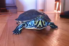 「龟粮如何喂」龟粮的正确喂食方法 乌龟多久喂一次图片