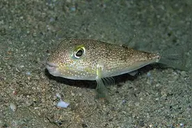 盘点近10年内最新发现的九个新物种图片