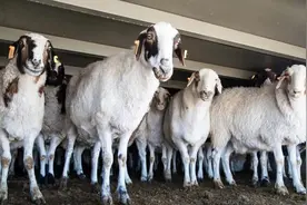 膘肥体壮！“安达”送羊来 为中蒙友谊添佳话图片