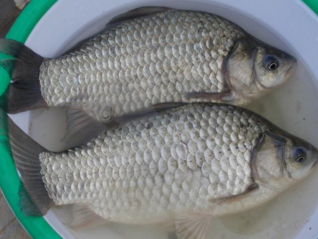 鲫鱼的种类有哪些，教你怎么区分各种鲫鱼