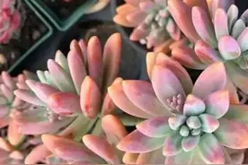 这些多肉夏天不休眠，耐热又耐晒，皮实好养状态美美哒图片
