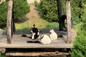 大连动物园的这些猴子们“超有戏”图片