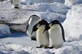 南极现极寒冬天，会扩散到北半球？专家：没有关系更需关注拉尼娜图片