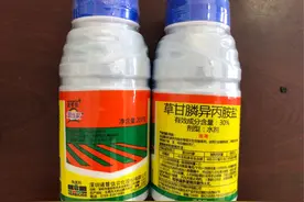 锄当家～不伤根的草甘膦，柑橘园除草的福利图片