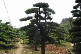 为什么有钱人都爱种罗汉松？原来它有4大特性，难怪“越来越富”图片