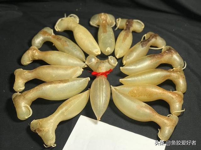 蜘蛛鱼胶图片价格 蜘蛛鱼胶功效作用