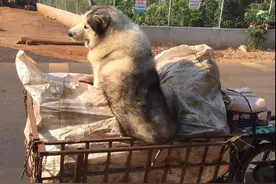 二哈被遗弃在垃圾站，几天后成了“老板”，小摊生意更好了图片