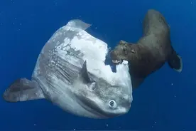 翻车鱼每次产卵3亿枚，为何是易危生物？因为它被海豹啃食都不跑图片