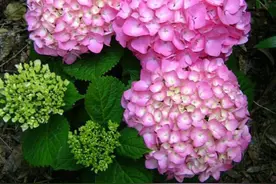7月里绣球不修剪，耽误开花一整年，剪的越狠，开花越稳图片