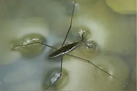 每日一问：轮船能浮在肥皂水中吗？图片