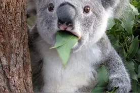 萌蠢的考拉是怎么交配与繁殖的呢？奇怪的知识又增加了图片