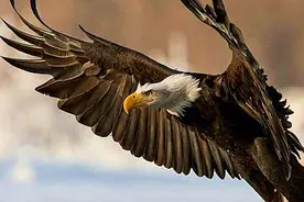 史上最大的鹰，阿根廷巨鹰，真的能以狮子为食吗？图片