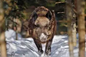 美国野猪泛滥，“人猪大战”爆发！为何美国对付不了野猪？图片