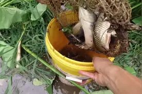 广东一鱼塘被大雨冲破，几千斤鱼逃入下游田地，老乡帮忙捞鱼抢救图片