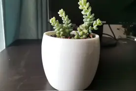 有了这设备，切酒瓶做花盆也太简单了图片