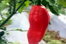 工业辣椒，辣椒界的战狼图片