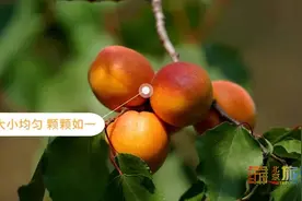 去京郊平谷“杏”福采摘——北寨红杏熟了！图片