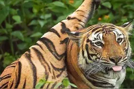 虎女王半路学习水中捕猎，不断的抢劫鳄鱼，捕杀水鹿，都是为孩子图片