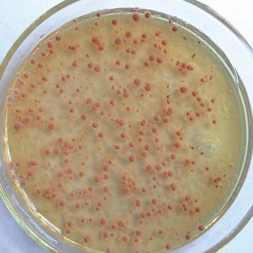 高中生物学习经验分享