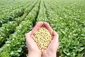 龙江绿特食品：黑龙江特种大豆及特用型食品有哪些？图片