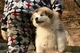 当遛狗时把狗狗遛累是什么体验？网友：这是什么操作图片