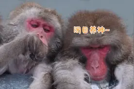 日本猴子“组团”泡温泉：闭目养神憨态可掬 表情很销魂图片