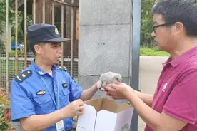 无锡城管路边捡到一只呆萌鸟 竟是二级保护动物图片