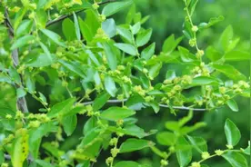 五招促枣树多坐果图片