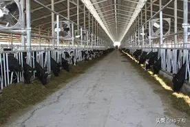 打算承包100亩地种紫花苜蓿，一亩地承包费500元，1年能赚多少钱图片