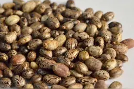 要想蓖麻产量高，除肥水管理外，搞好整枝工作可提高产量30%！图片