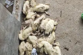 肉鸭因拉稀导致软脚病的治疗方法图片