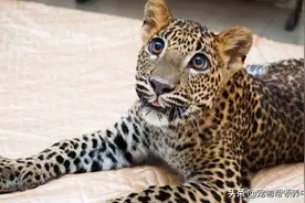 花豹的“爸爸”突然不见，它用绝食抗议，终于换来了暖暖的结局图片