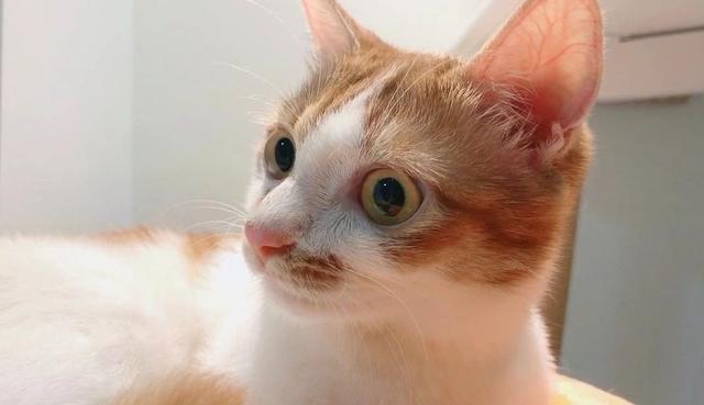 猫咪自身无法合成牛磺酸，长期缺乏会出事！一篇文章教你怎么补充