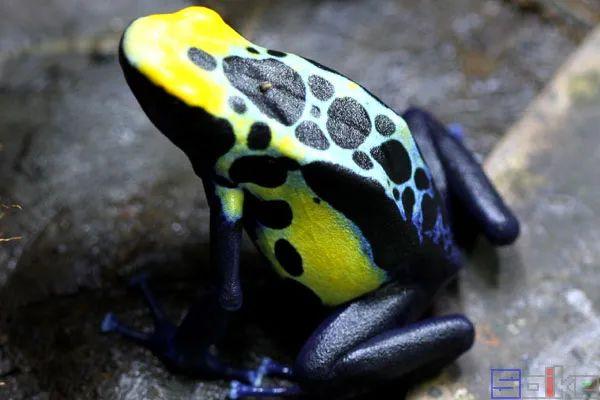 sbike动植物百科:世界十大毒性最强蛙类,艳丽外表隐藏恐怖剧毒