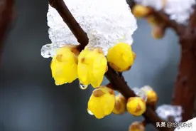 各省的省花分别是什么？北京和天津居然是同一种图片