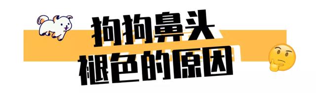翻看旧照片发现，狗子居然养着养着变色了