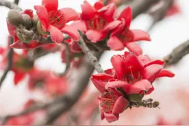 藏文科普 | 木棉：长出了白羊毛的攀枝花图片