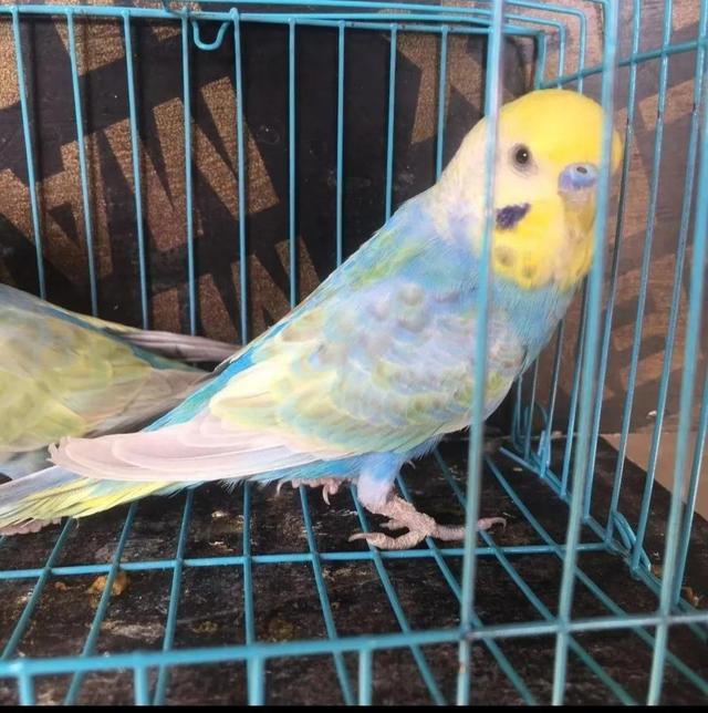 黄绿鱼鳞鹦鹉