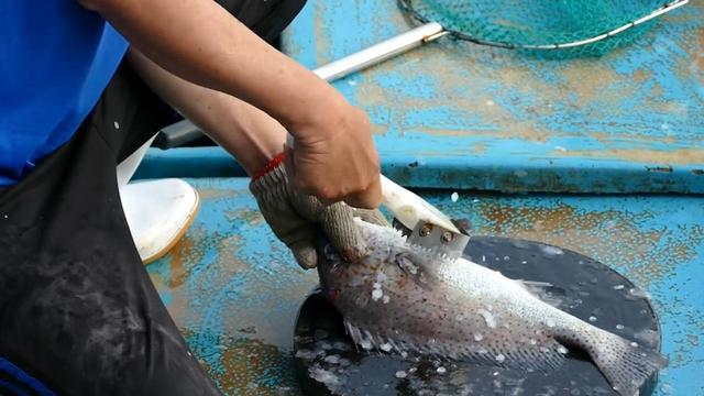 辟谣，犬类摄入猫粮后并不会导致牛磺酸中毒，其本质为氨基酸！