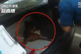 堪比电影剧情！自家的狗，死在人家的后备箱！真相太让人意外...图片