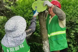 丹阳：树木“挂牌上岗”科普知识全知道图片