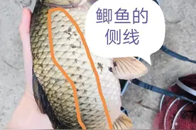 落水鱼难钓？了解三点难钓变好钓即可稳操胜券图片