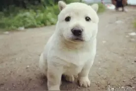 13年的陪伴！我和我家的中华田园犬“小白”图片