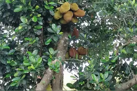 树菠萝一些分枝不挂果为啥不砍掉？长叶有用，坏枝挡果采光枝要砍图片