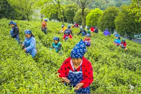 江苏溧阳有迷人的茶园，网友：我喝的茶要是种在这么美的地方多好图片